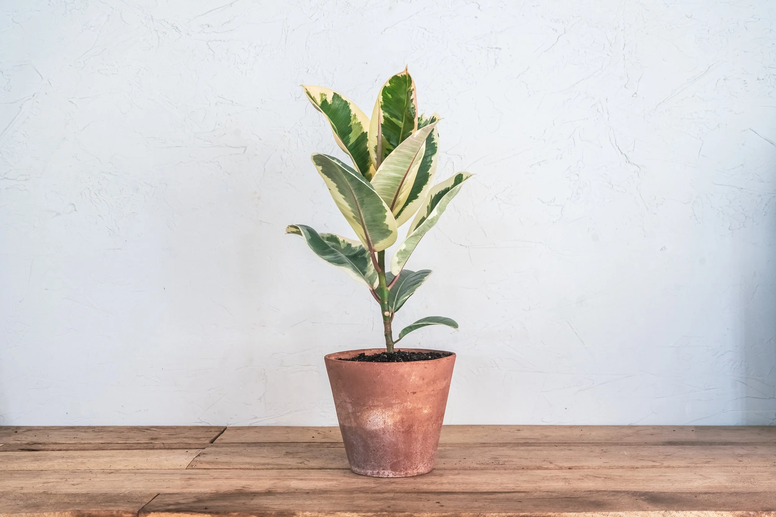 Ficus Tineke — Wilson Plant Co Ficus Tineke — Wilson Plant Co